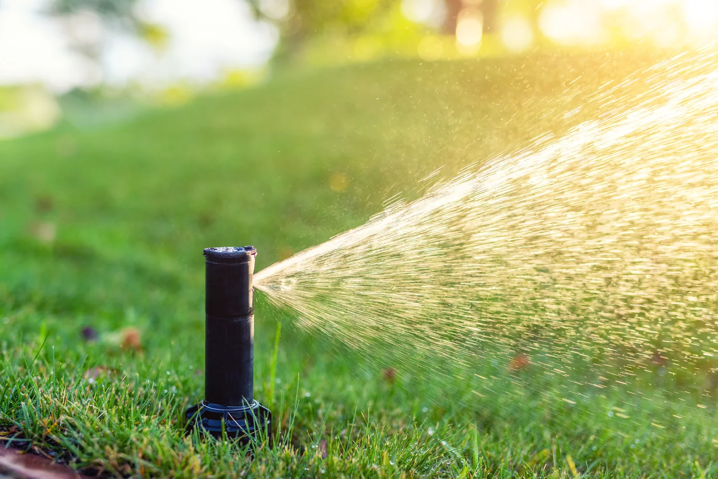 Pop-up sprinkler watering a green lawn in warm sunlight.